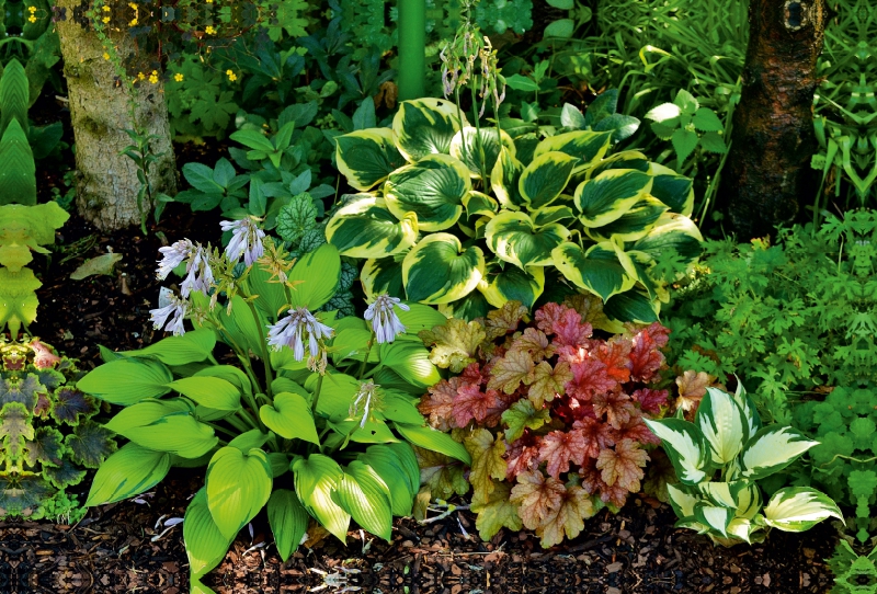 Hosta 'June Fever', 'Twilight', 'Fire and Ice' mit Heuchera