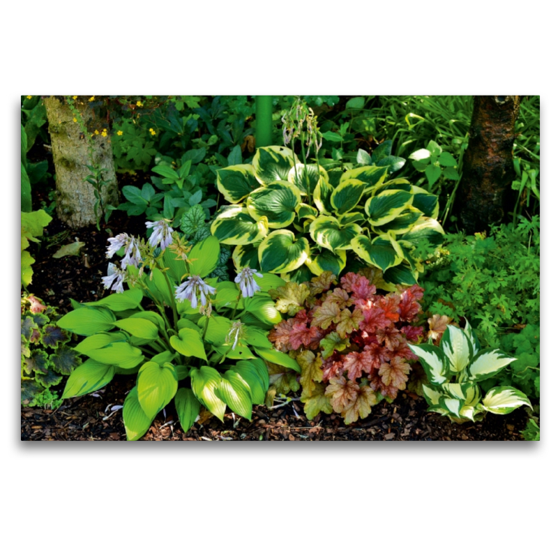 Hosta 'June Fever', 'Twilight', 'Fire and Ice' mit Heuchera