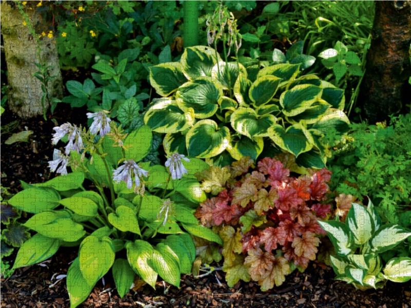 Hosta 'June Fever', 'Twilight', 'Fire and Ice' mit Heuchera