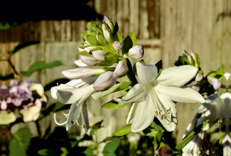 Dufthosta 'Fragrant Bouquet'