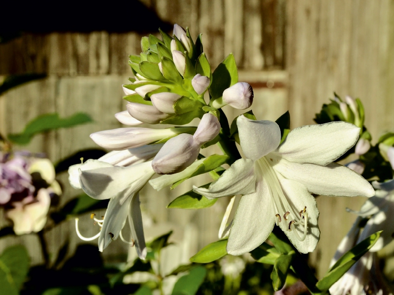 Dufthosta 'Fragrant Bouquet'