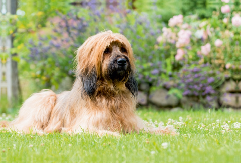 Briard-Portrait