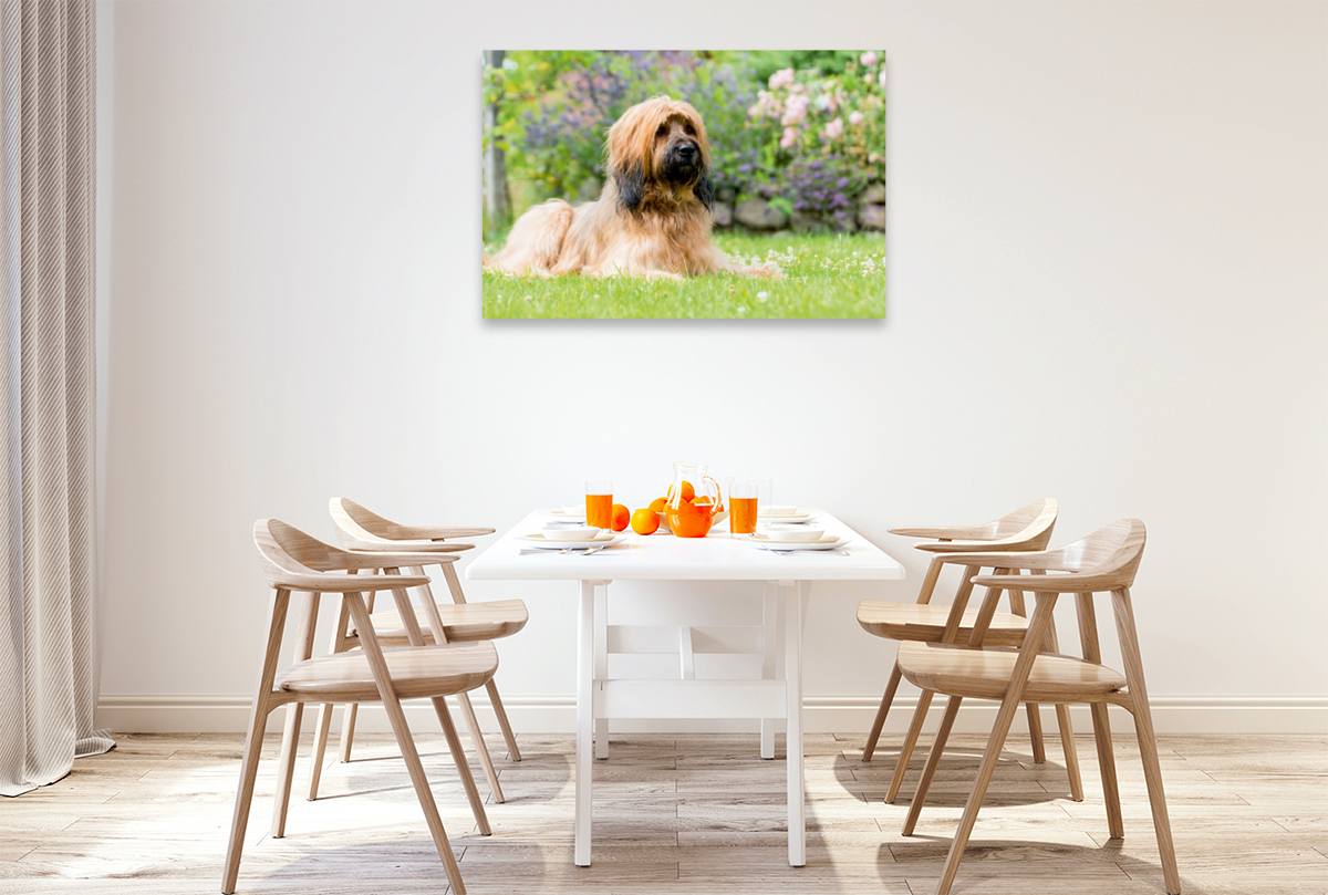 Briard-Portrait