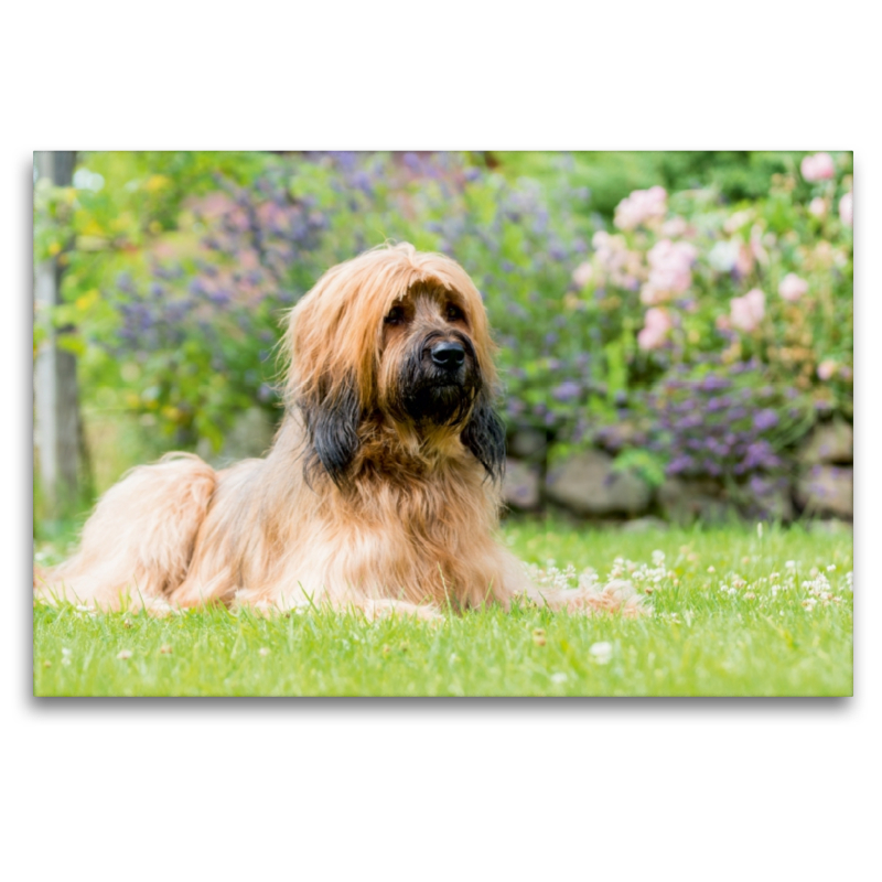 Briard-Portrait