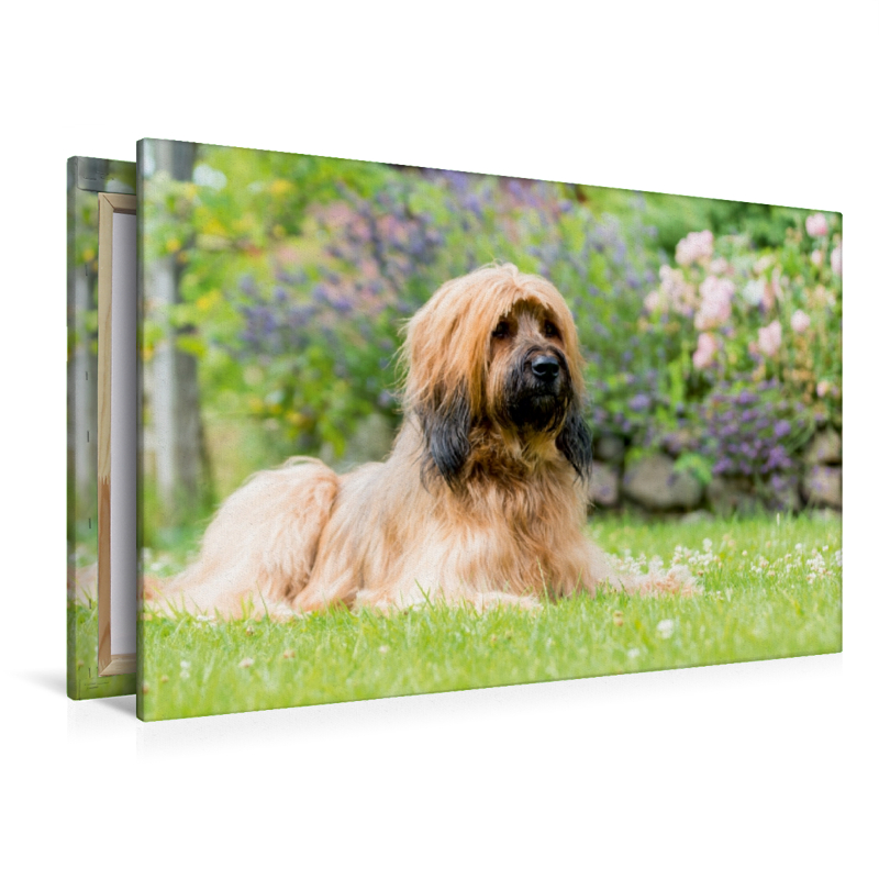 Briard-Portrait