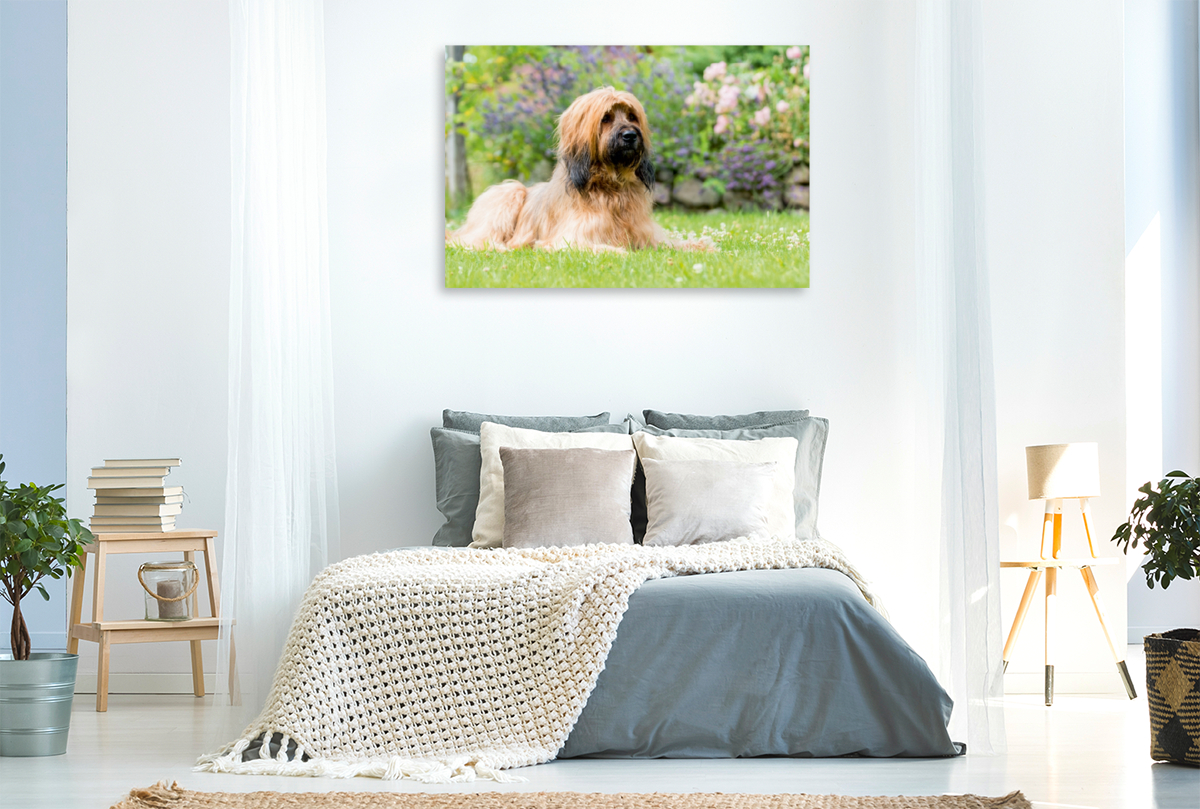 Briard-Portrait