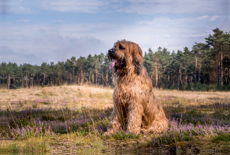 Briard - Berger de Brie