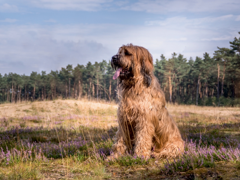 Briard - Berger de Brie