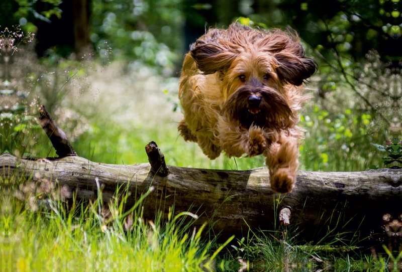 Briard in Action