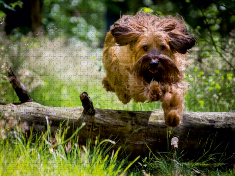 Briard in Action