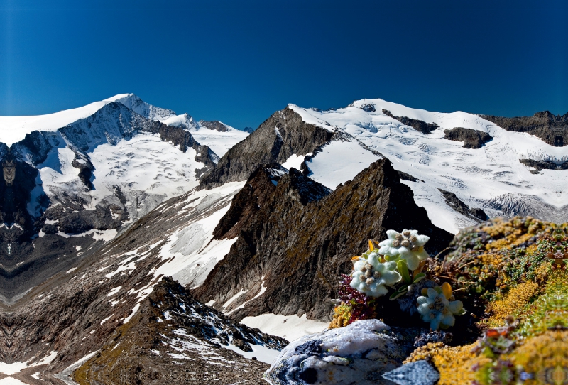 Großvenediger 3662m und Plattiger Habach 3207m