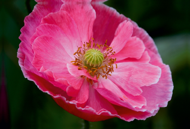 Seidenmohn in Pink