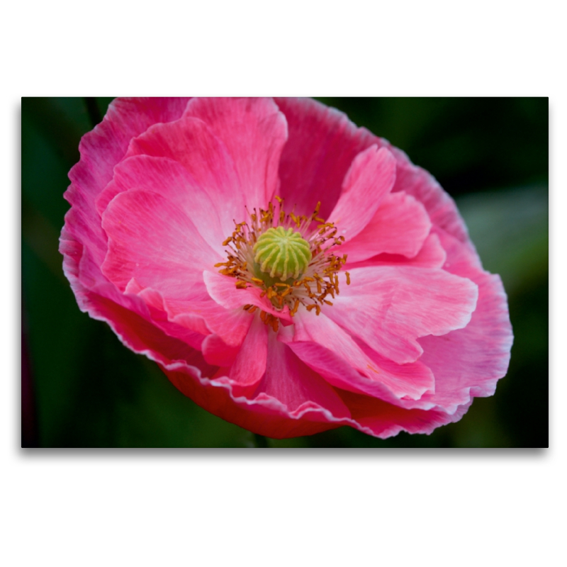 Seidenmohn in Pink