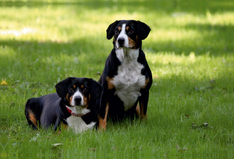 Entlebucher Sennenhunde Emma und Luna