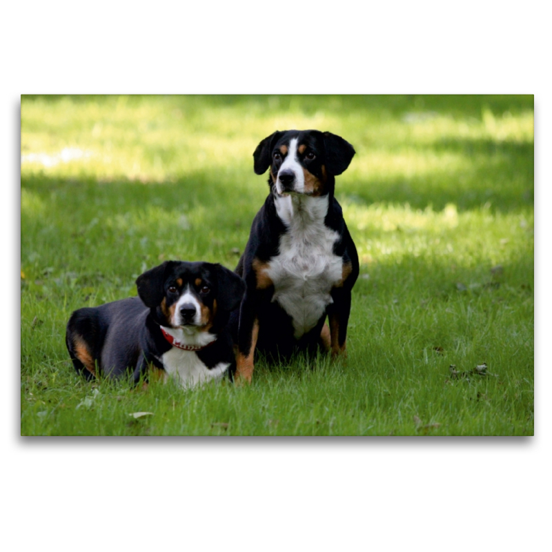 Entlebucher Sennenhunde Emma und Luna