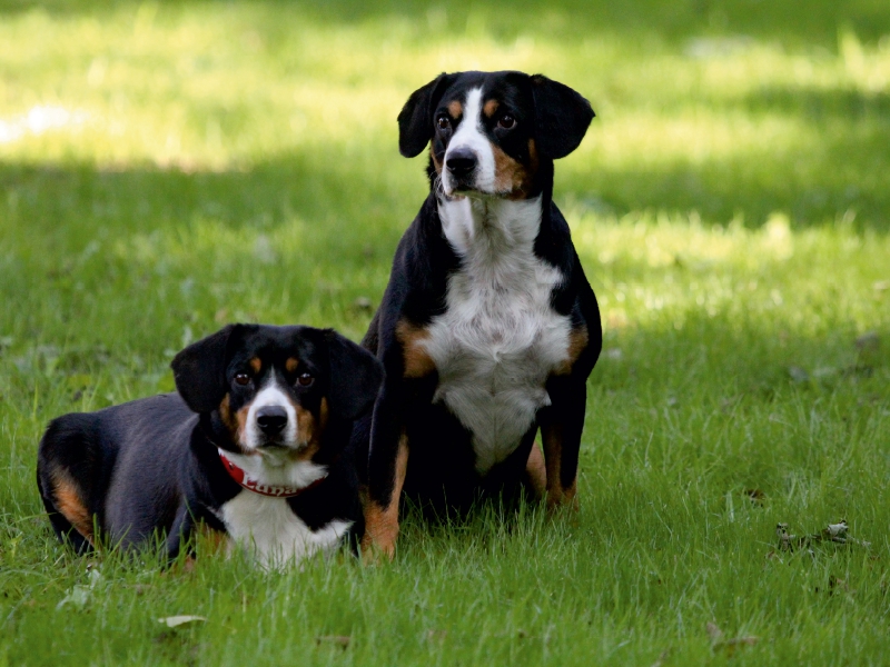 Entlebucher Sennenhunde Emma und Luna