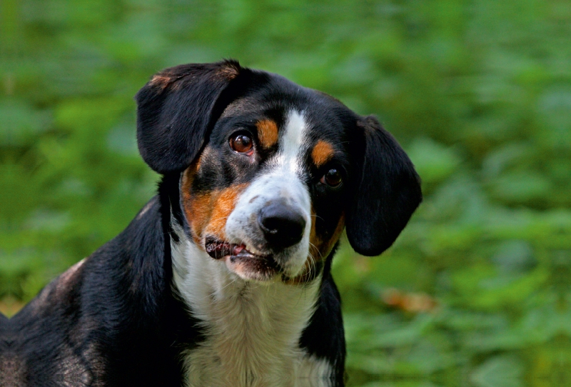 Entlebucher Sennenhund Emma