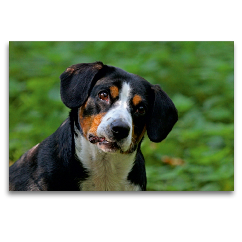 Entlebucher Sennenhund Emma