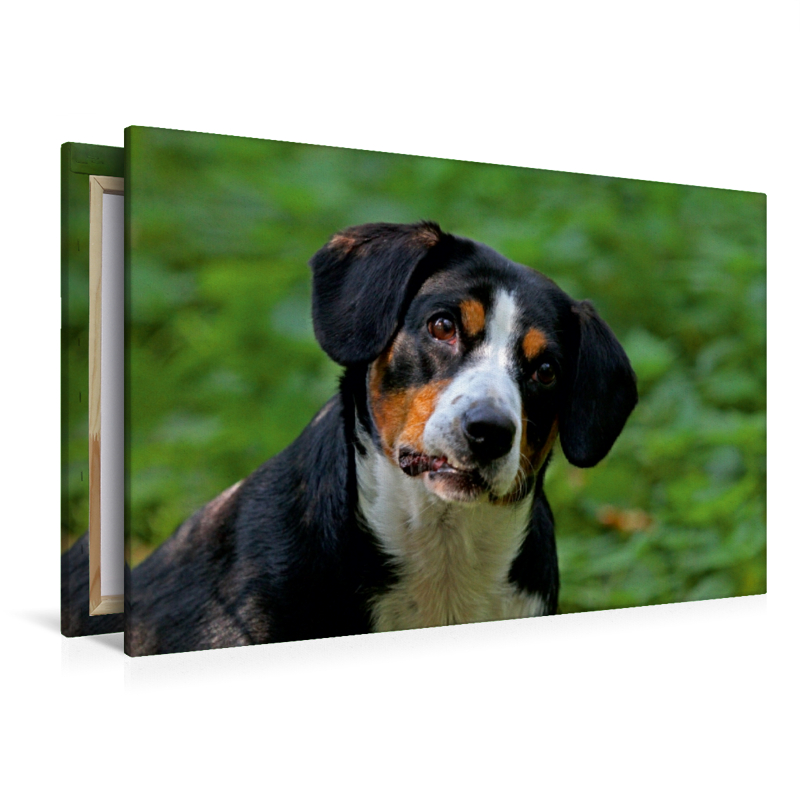 Entlebucher Sennenhund Emma