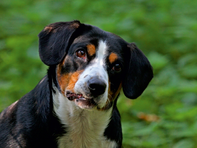 Entlebucher Sennenhund Emma