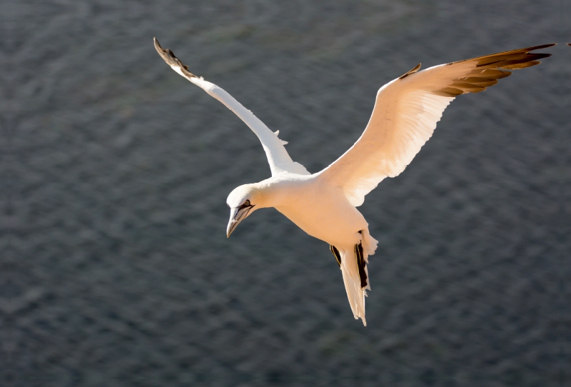 Basstölpel im Flug