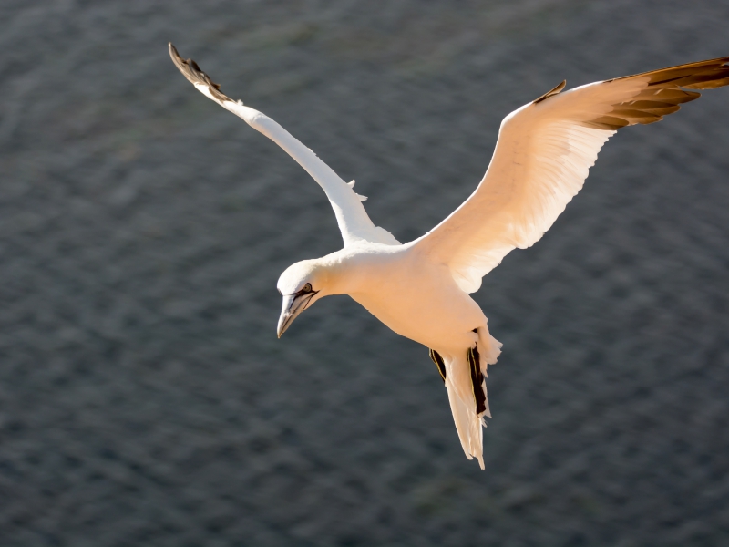 Basstölpel im Flug