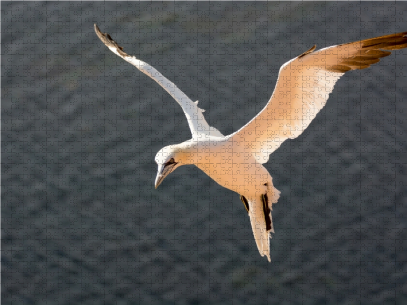 Basstölpel im Flug