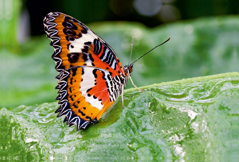 Leoparden Netzflügler, Cethosia cyane