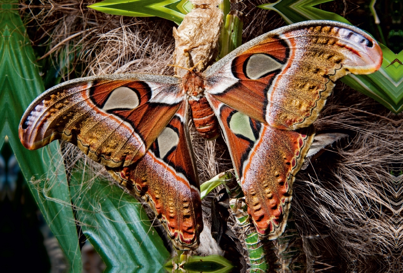 Atlasfalter, Attacus atlas