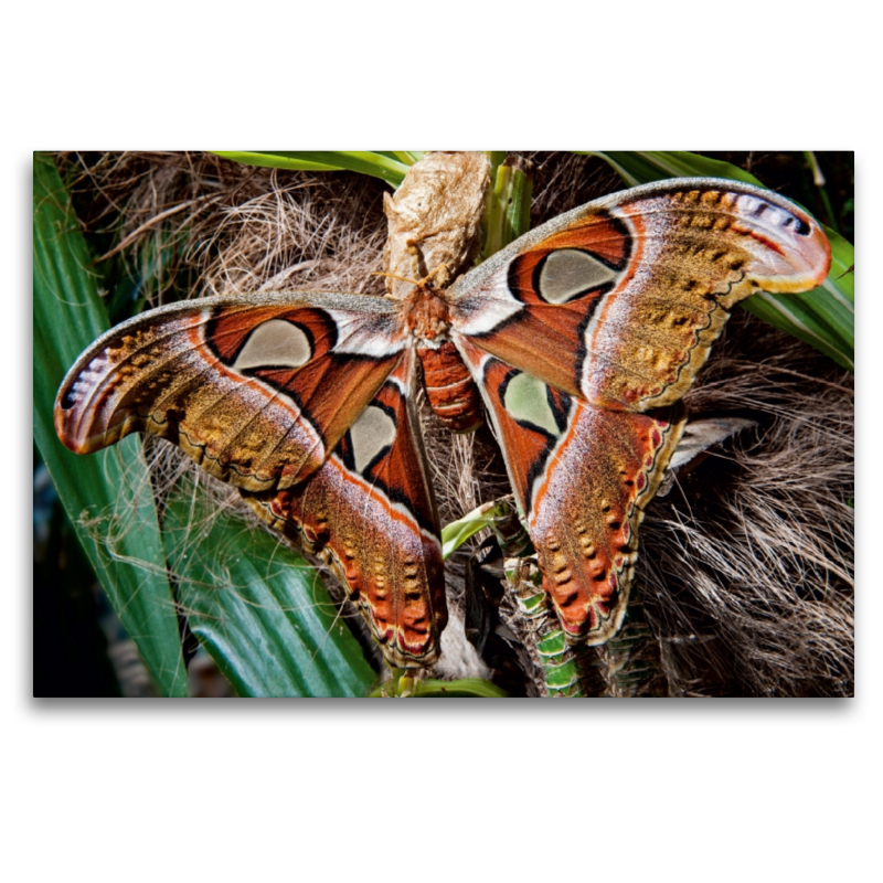 Atlasfalter, Attacus atlas