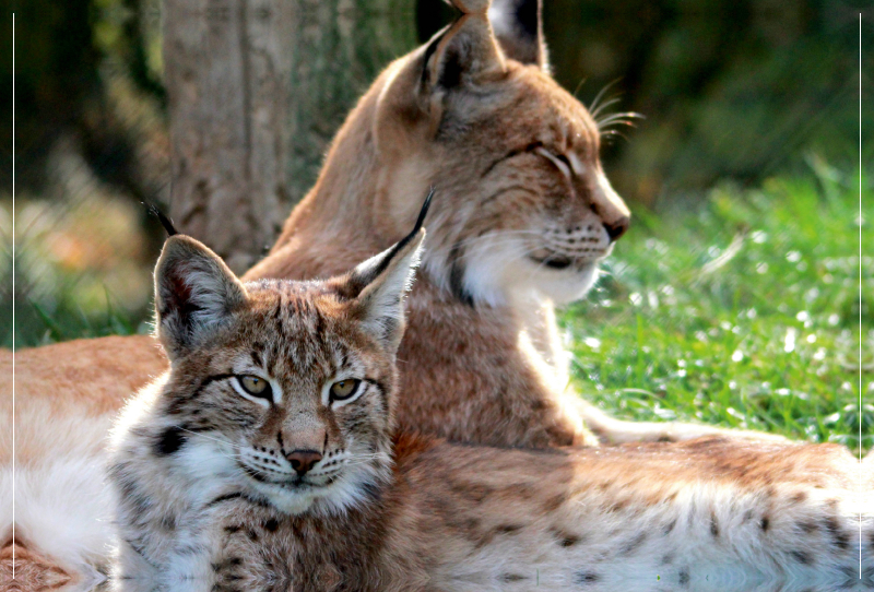 Familie Luchs - Mutterliebe