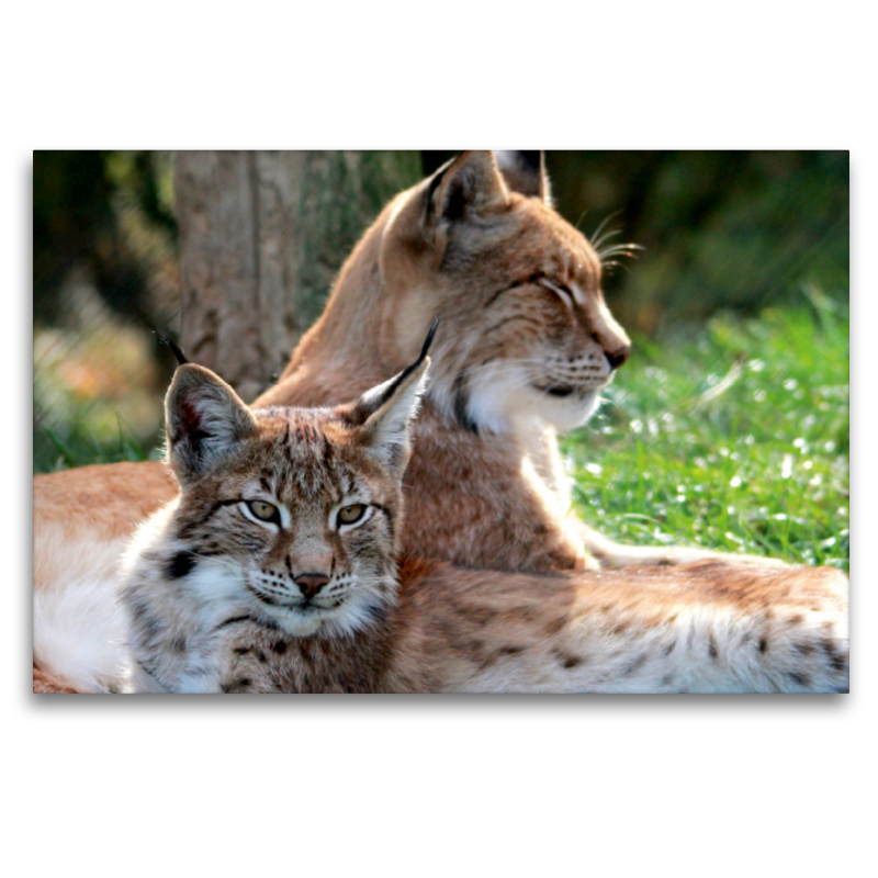 Familie Luchs - Mutterliebe