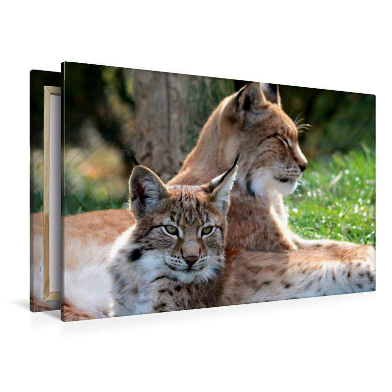 Familie Luchs - Mutterliebe