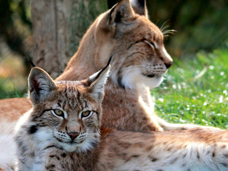 Familie Luchs - Mutterliebe