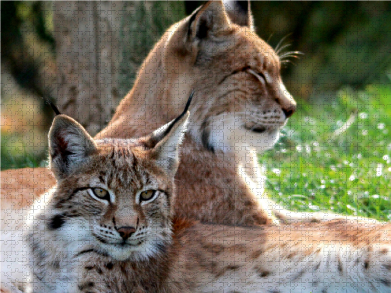 Familie Luchs - Mutterliebe