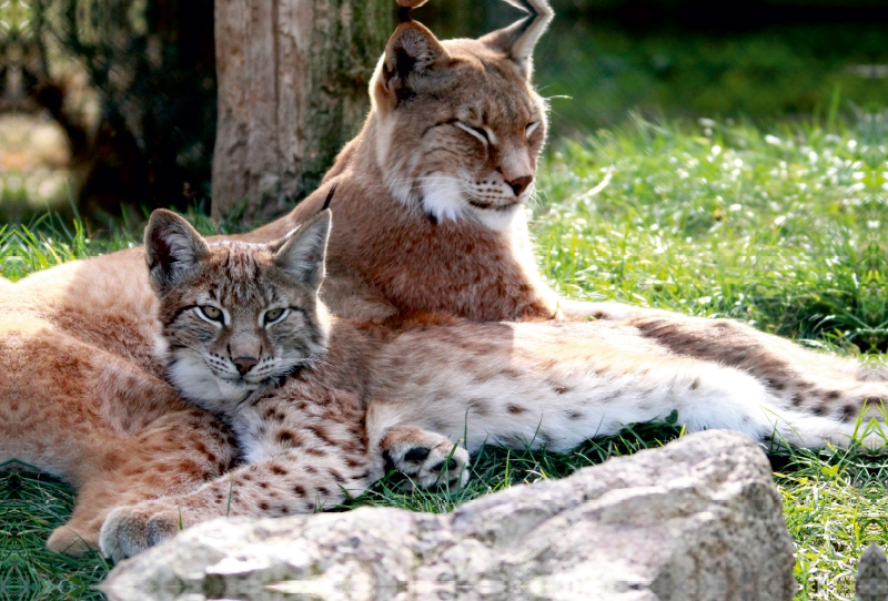 Familie Luchs - Die Jäger mit dem Pinselohr