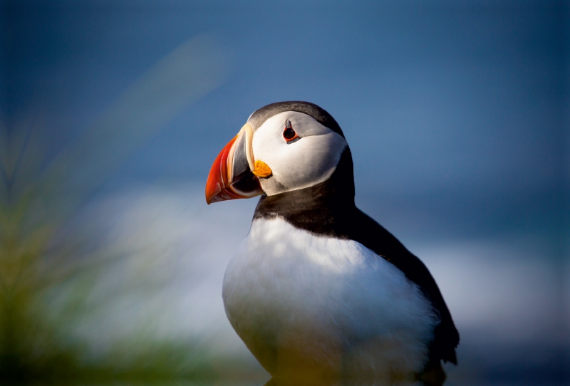 Ein Motiv aus dem Kalender Beautiful Nature - Iceland