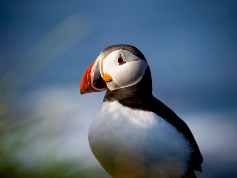 Ein Motiv aus dem Kalender Beautiful Nature - Iceland