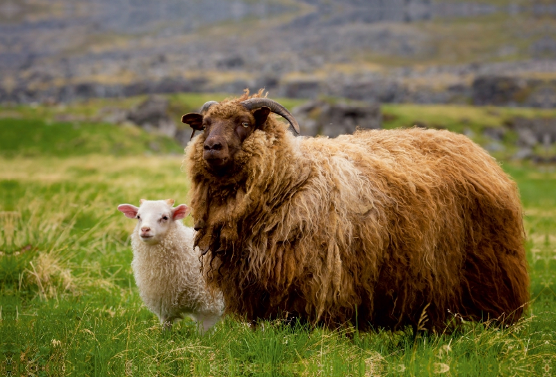 Ein Motiv aus dem Kalender Beautiful Nature - Iceland