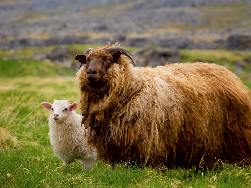 Ein Motiv aus dem Kalender Beautiful Nature - Iceland