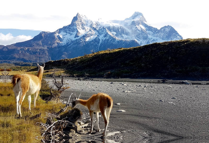 Guanakos vor den Torres del Paine, Torres del Paine Nationalpark, Chile