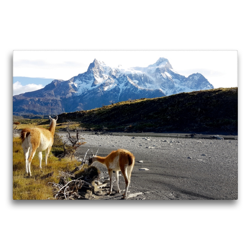 Guanakos vor den Torres del Paine, Torres del Paine Nationalpark, Chile