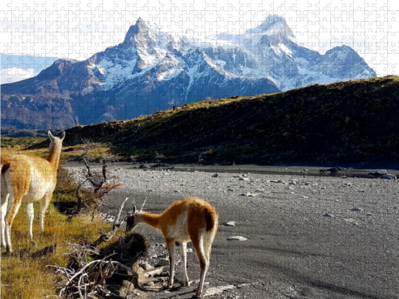 Guanakos vor den Torres del Paine, Torres del Paine Nationalpark, Chile