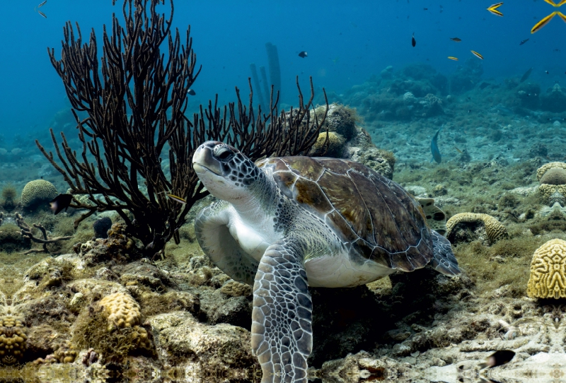 Suppenschildkröte • Playa Piskado • Curaçao