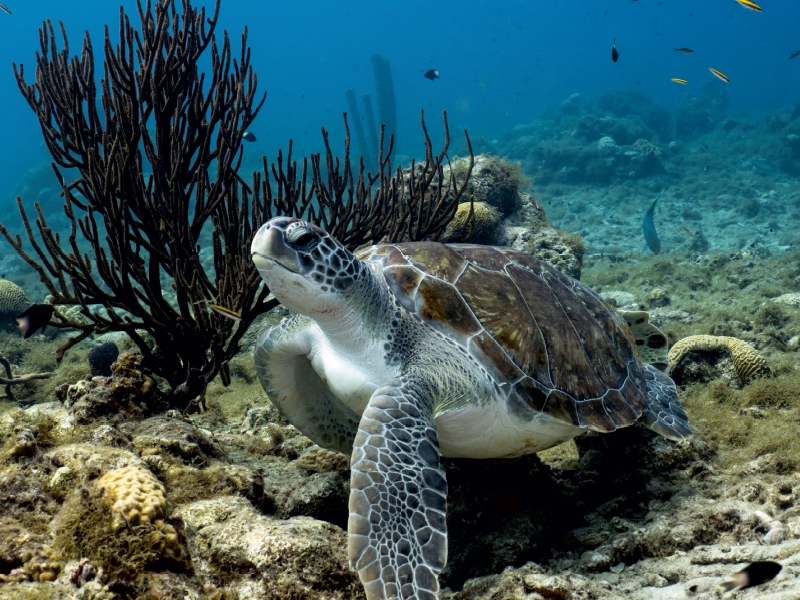 Suppenschildkröte • Playa Piskado • Curaçao