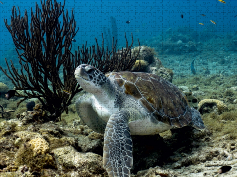 Suppenschildkröte • Playa Piskado • Curaçao