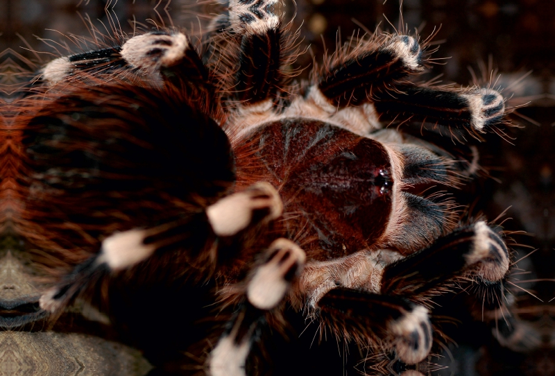 Weissknievogelspinne-Acanthoscurria geniculata