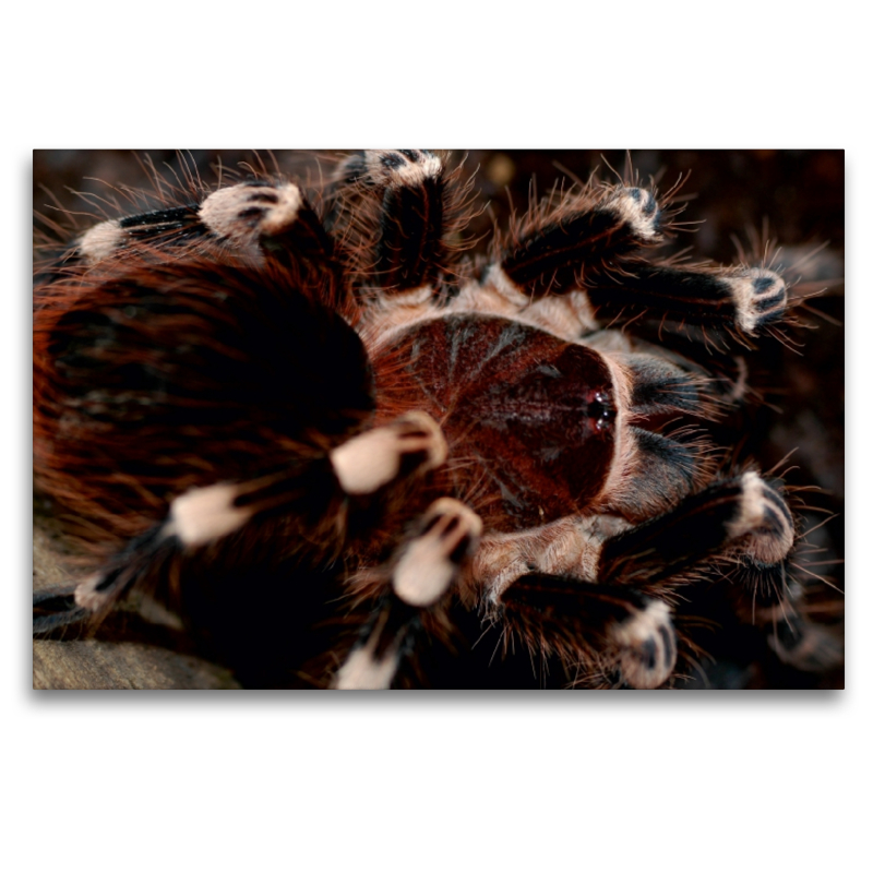 Weissknievogelspinne-Acanthoscurria geniculata