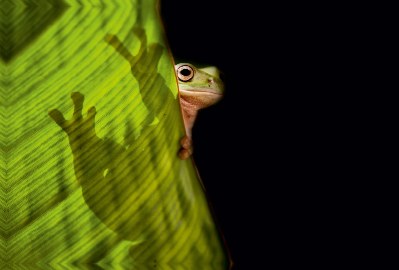 Korallenfinger-Laubfrosch (Litoria caerulea)