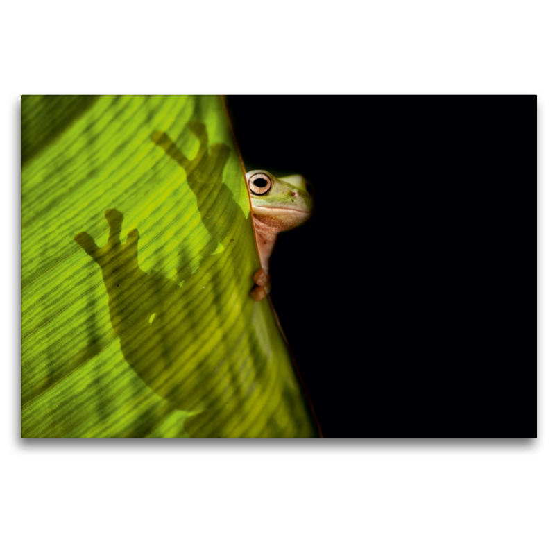 Korallenfinger-Laubfrosch (Litoria caerulea)